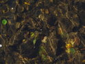 Obrostlé kameny a podzimem zbarvené listy ve Svitavě pod horní lávkou u nádraží Babice.