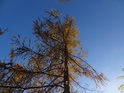 Modřín opadavý na břehu Svitavy v Blansku je v pokročilém podzimu před opadáním.