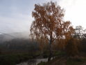 Podzimní bříza nad brodem, Vilémov, mezi obcemi Rozhraní a Stvolová.