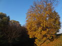 Sluncem zalitý podzimní akát a stínem zalitá Svitava těsně nad soutokem se Svratkou.
