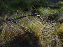 Klacíky v prosluněné podzimní trávě při prameni Svitavy.