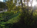 Podzimní bříza na břehu Svitavy v Lánech.